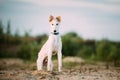 Puppy Of Russian Wolfhound Hunting Sighthound Russkaya Psovaya Borzaya Dog Royalty Free Stock Photo