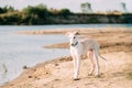 Puppy Of Russian Wolfhound Hunting Sighthound Russkaya Psovaya Borzaya Royalty Free Stock Photo