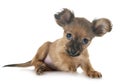 Puppy Russkiy Toy Royalty Free Stock Photo