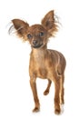Puppy Russkiy Toy in studio Royalty Free Stock Photo