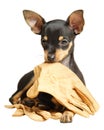 Puppy Russkiy toy terrier lying with gloves Royalty Free Stock Photo