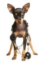 Puppy Russkiy toy terrier with necklace