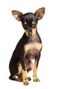 Puppy Russkiy toy terrier sitting