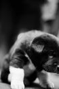 A puppy`s head in black and white looking at something