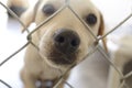 Puppy Sad Cute Nose Closeup and Fence