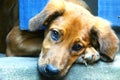 puppy with sad look behind the gate