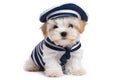 Puppy In Sailor Costume On White Background. Generative AI