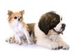 Puppy saint bernard and chihuahua