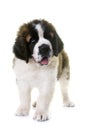 Puppy saint bernard