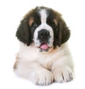 Puppy saint bernard