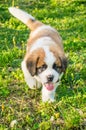 Puppy is a Saint Bernard plays