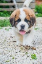 Puppy is a Saint Bernard plays