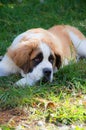 Puppy is a Saint Bernard plays