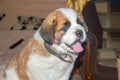 Puppy Saint Bernard portrait