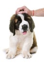 Puppy saint bernard