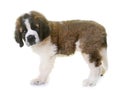 Puppy saint bernard