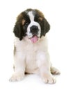 Puppy saint bernard