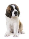 Puppy saint bernard