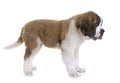 Puppy saint bernard