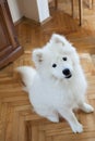 Puppy Samoyed indoor at house