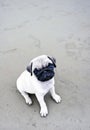 Puppy on Sand