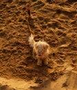 Puppy on the sand