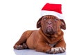 Puppy with a santa cap Royalty Free Stock Photo