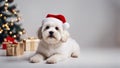 puppy in santa hat Cute sitting Bichon Havanese puppy dog in Christmas - Santa hat. on a white background Royalty Free Stock Photo