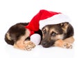 Puppy with santa hat. isolated on white background Royalty Free Stock Photo