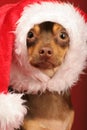 Puppy with santa hat on its head Royalty Free Stock Photo