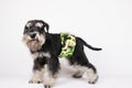 Puppy Schnauzer dog in pee diaper secured around his waist to keep him from urinating in the house to mark his territory.