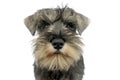 Puppy schnauzer portrait in a white studio Royalty Free Stock Photo
