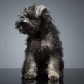 Puppy Schnauzer staying in the studio table