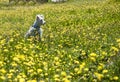 Puppy schnauzer in white color poses in a field with yellow flowers