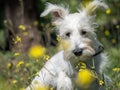 Puppy schnauzer in white color poses in a field with yellow flowers