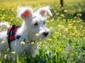 Puppy schnauzer puppy in white color and with red harness watch closely