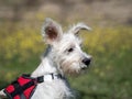 Puppy schnauzer puppy in white color and with red harness watch closely