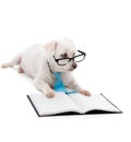 Puppy School Royalty Free Stock Photo