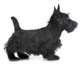 Puppy scottish terrier