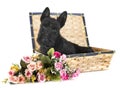 Puppy scottish terrier