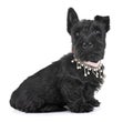 Puppy scottish terrier Royalty Free Stock Photo