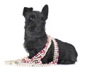 Puppy scottish terrier Royalty Free Stock Photo