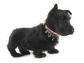 Puppy scottish terrier Royalty Free Stock Photo