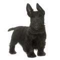 Puppy scottish terrier