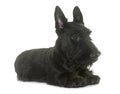 Puppy scottish terrier