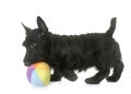 Puppy scottish terrier