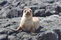 Puppy of sea-lion Royalty Free Stock Photo