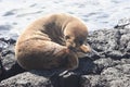 Puppy of sea-lion Royalty Free Stock Photo