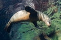 Puppy sea lion underwater looking at you Royalty Free Stock Photo