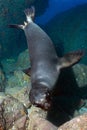 Puppy sea lion underwater looking at you Royalty Free Stock Photo